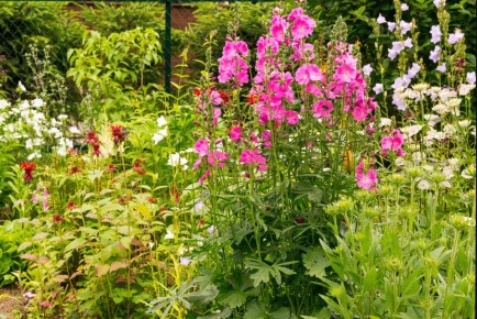 Сидальцея: миниатюрная мальва и секреты ее выращивания