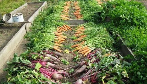 Чередование культур: эффективные приемы для улучшения урожайности