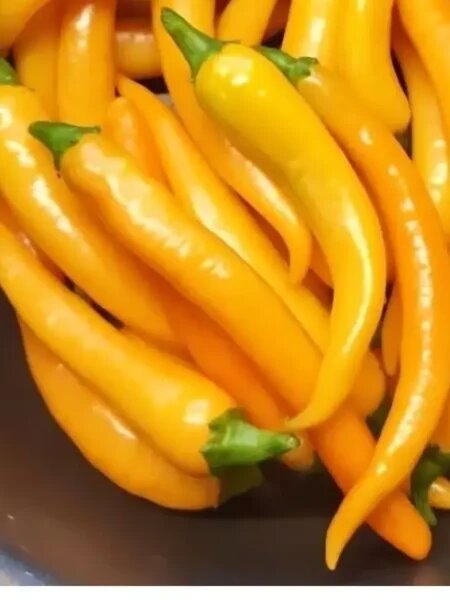 Перец Саламандра: идеальный вариант для острых гурманов