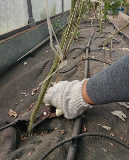 Как правильно подготовить теплицу к осени