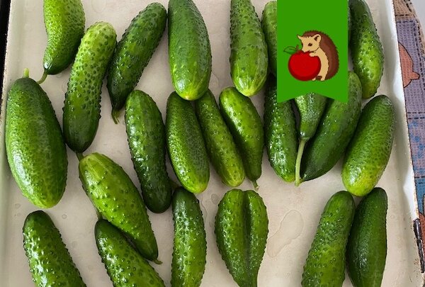 Как избежать горьких огурцов: советы для успешного урожая