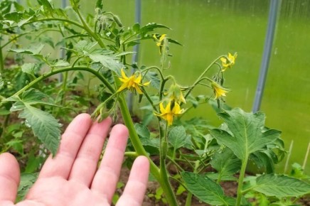 Как увеличить урожай томатов в теплице с помощью простого средства