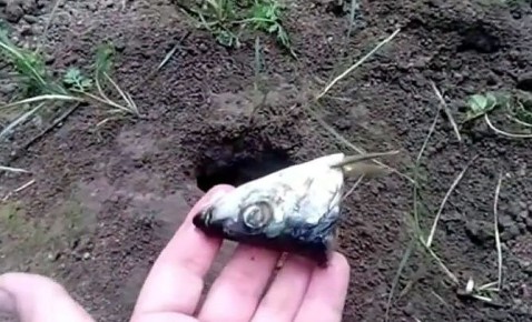 ��� ���������� �� ������ �� ����: ���� ����������� �������