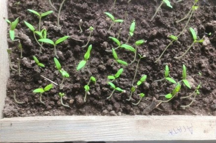 ��� ������� ������� ������� �� �����������: ������� ��������� �����