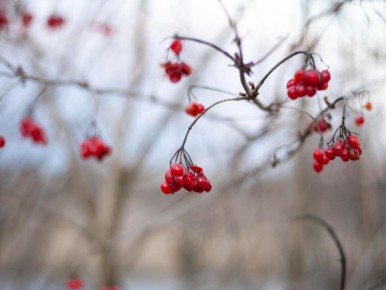 ����� �������� ������� ��� ������ ����: ������ ������ ���������