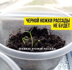 ��� ������� ������� �� ������ �����: ������, ������� ����� ������