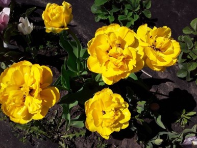 ������������ ������ ��������� ��������: �� ��������� �� ������� ������