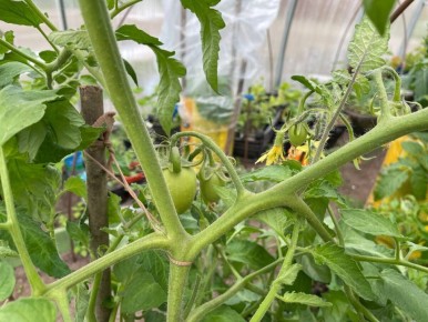 Как справиться с раздвоением макушек у томатов: советы и рекомендации