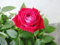 Как правильно ухаживать за розой Кордана после покупки