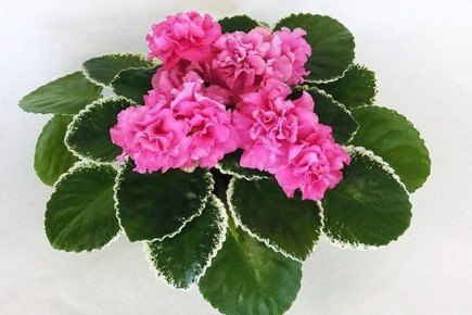 ������� ������: ������������ ������������ ������