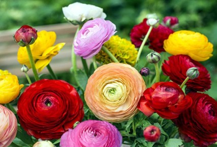 Как вырастить красивые цветы в Сибири: советы по флоксам и ранункулюсам