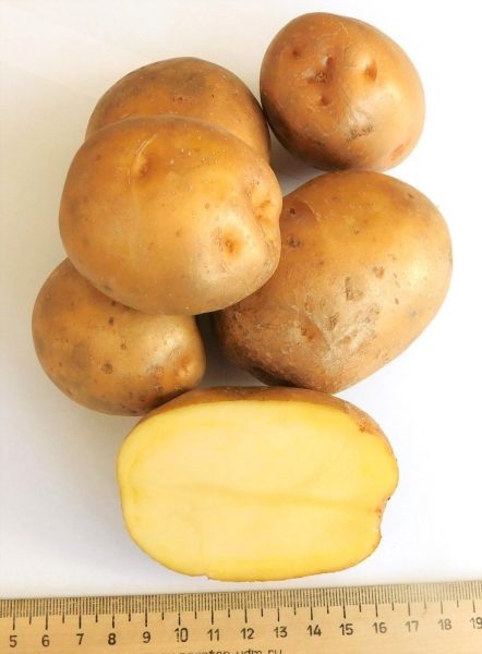 Картофель Посейдон: идеальный выбор для Дальневосточного региона