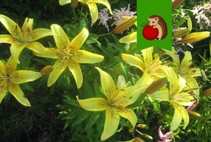 Секреты ухода за лилиями: как добиться роскошного цветения