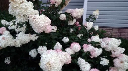 ������� �������� ������� ��������� ��� ������������� ��������