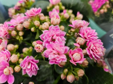 �������������� ��� ������� � ���������: ��� �������� ����������� ����������