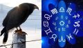 Какую птицу выбрать по знаку Зодиака: интересный астрономический гид