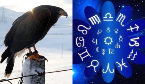 Какую птицу выбрать по знаку Зодиака: интересный астрономический гид