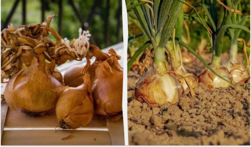 Секреты хорошего урожая: лучшие сорта озимого лука на 2026 год