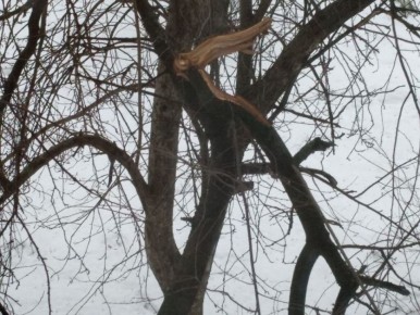 Опасности для плодоводов в начале весны: какие угрозы подстерегают сад?