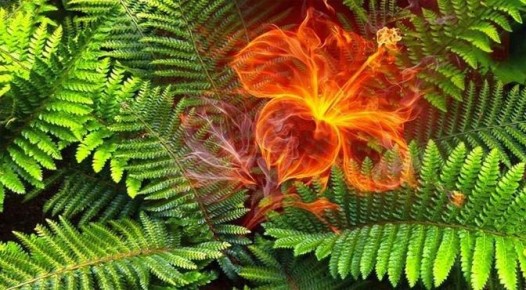 Легенда о цветке папоротника и загадки Купальской ночи