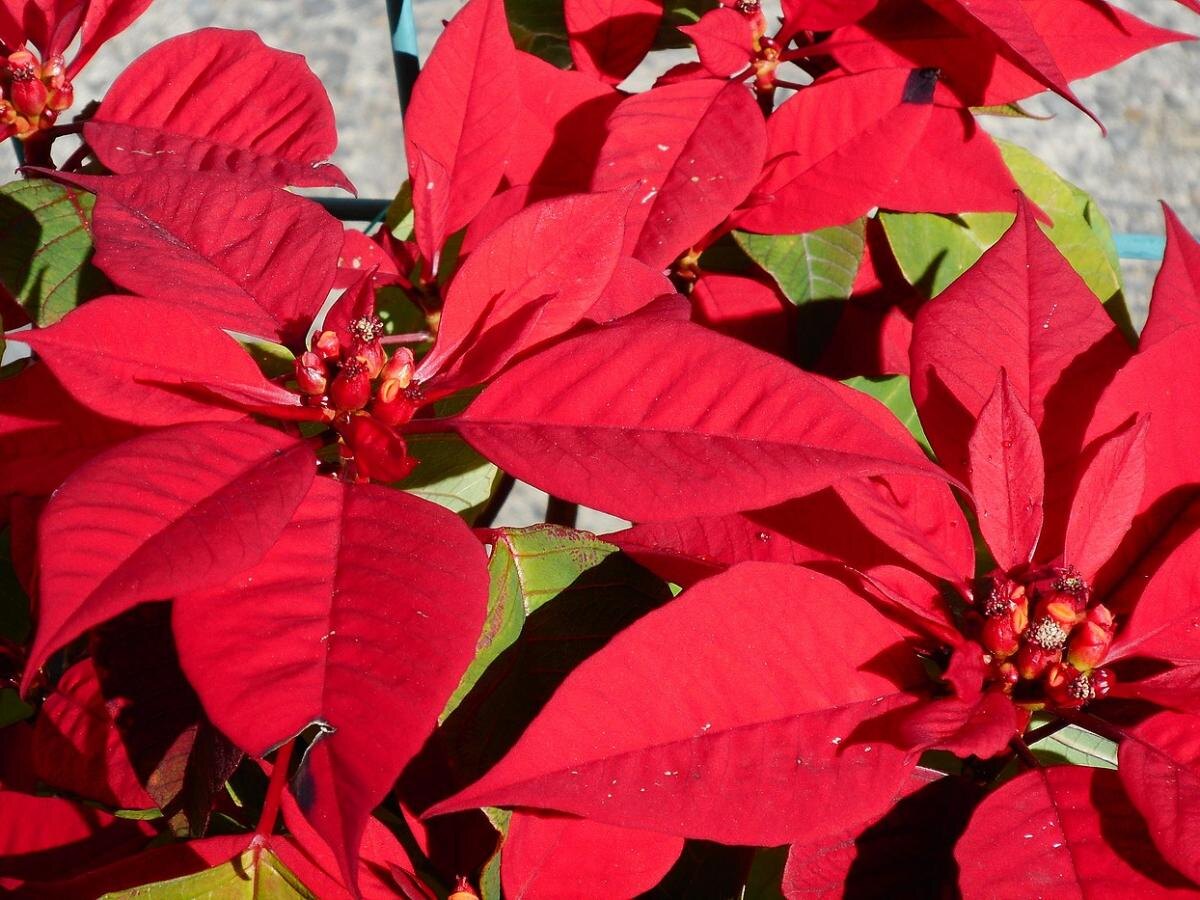 Как тыква помогает пуансеттии радовать зимой своим цветением