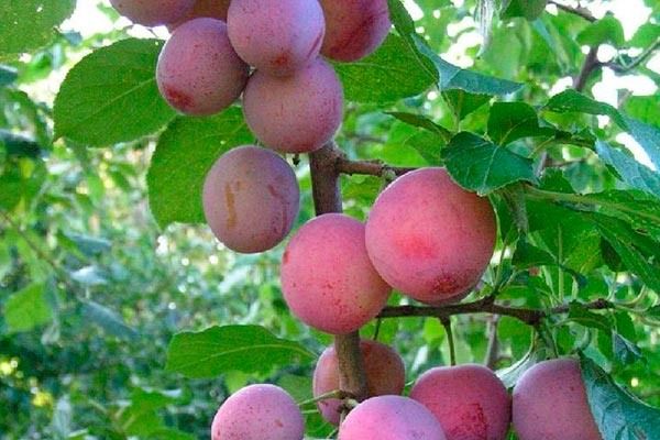 ����� ����������: ������� ��������� ����������� � �����