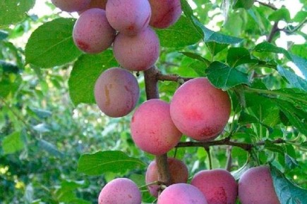 ����� ����������: ������� ��������� ����������� � �����