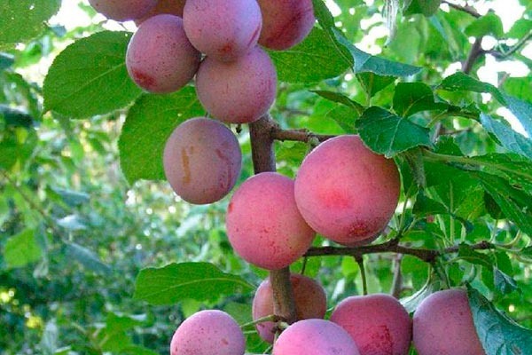 Слива Деликатная: секреты успешного выращивания и ухода