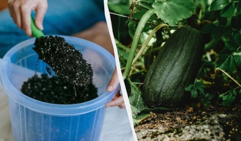 ��� ��������� ������ ��������: ������� ��������� �� ����