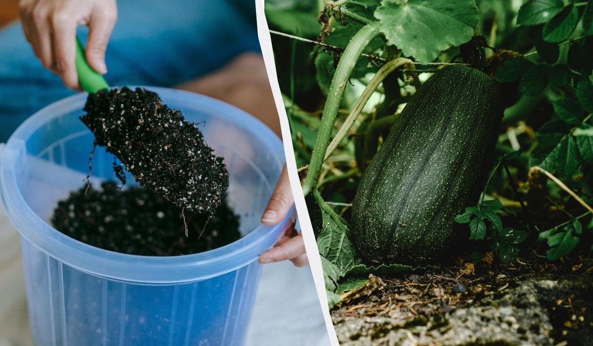 Как увеличить урожай кабачков: секреты удобрений на июнь