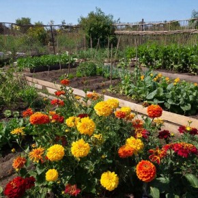 Почему огородники высаживают бархатцы рядом с помидорами: секреты успешного соседства