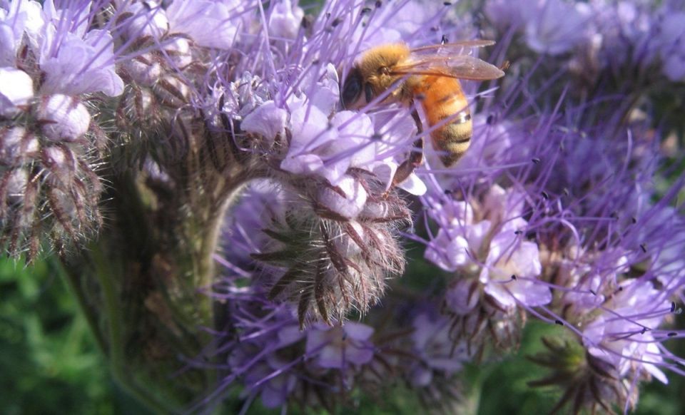 �������: ������������� ������� ��� ������ ���� � �������