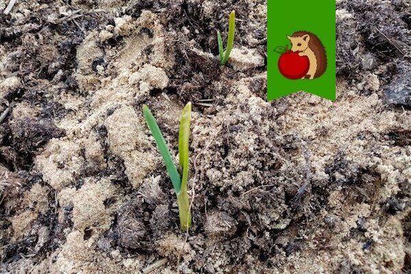 ��� ��������� ������������� ������ ������ � ������? ������ � ������������