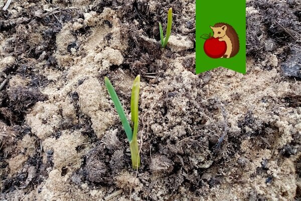 Как правильно подкармливать озимый чеснок в апреле? Советы и рекомендации