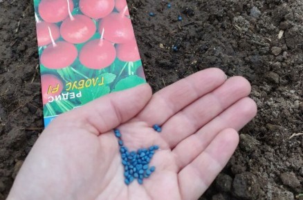 Как правильно ухаживать за редисом: избегаем главные ошибки