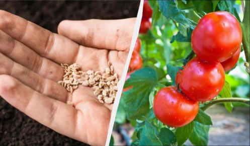 Ошибки при севообороте: избегайте этих культур на месте помидоров