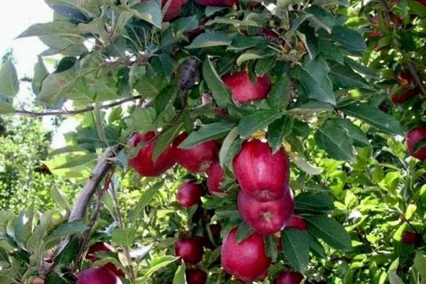 ��������� ����������� �� ������� � ����� �� ������� �������