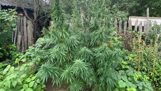 Остерегайтесь этих растений на даче: 13 видов, которые могут стать причиной неприятностей