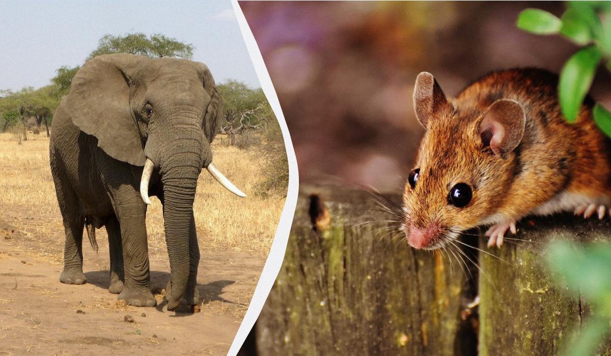 Слоны и мыши: мифы о страхе гигантов перед крошечными грызунами