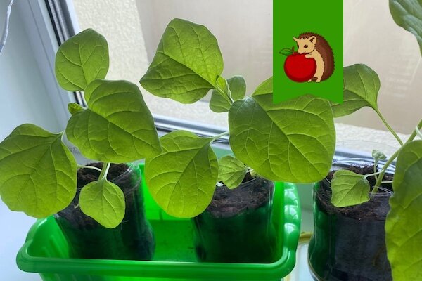 Секреты успешного выращивания рассады баклажанов