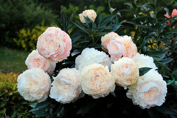 Пион Соланж: восхитительное чудо природы