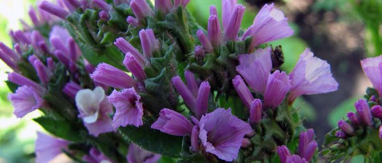 ������ ������� � ������������ ����� � ����� ����