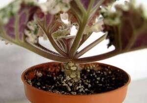 ����������� ������ �� ��������� ������: ����� � ��� ���������� � ����� ������� ������