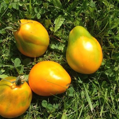 Экзотические томаты: как вырастить перуанский мешочек с уникальным вкусом