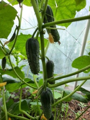 Формирование огурцов в один стебель: полезные советы и подводные камни