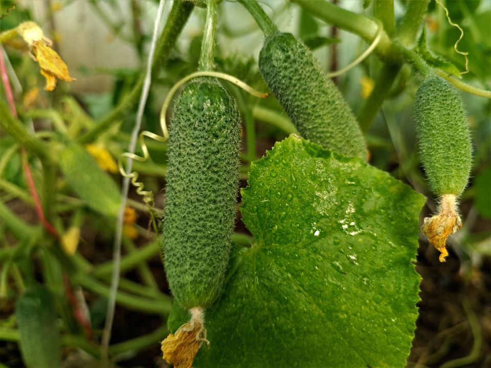 ��� ��������� ����������� ������ � ������� ��� �������� ������