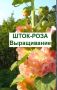 Шток-роза: Очарование и Уход за Этой Красивой Цветущей Растением
