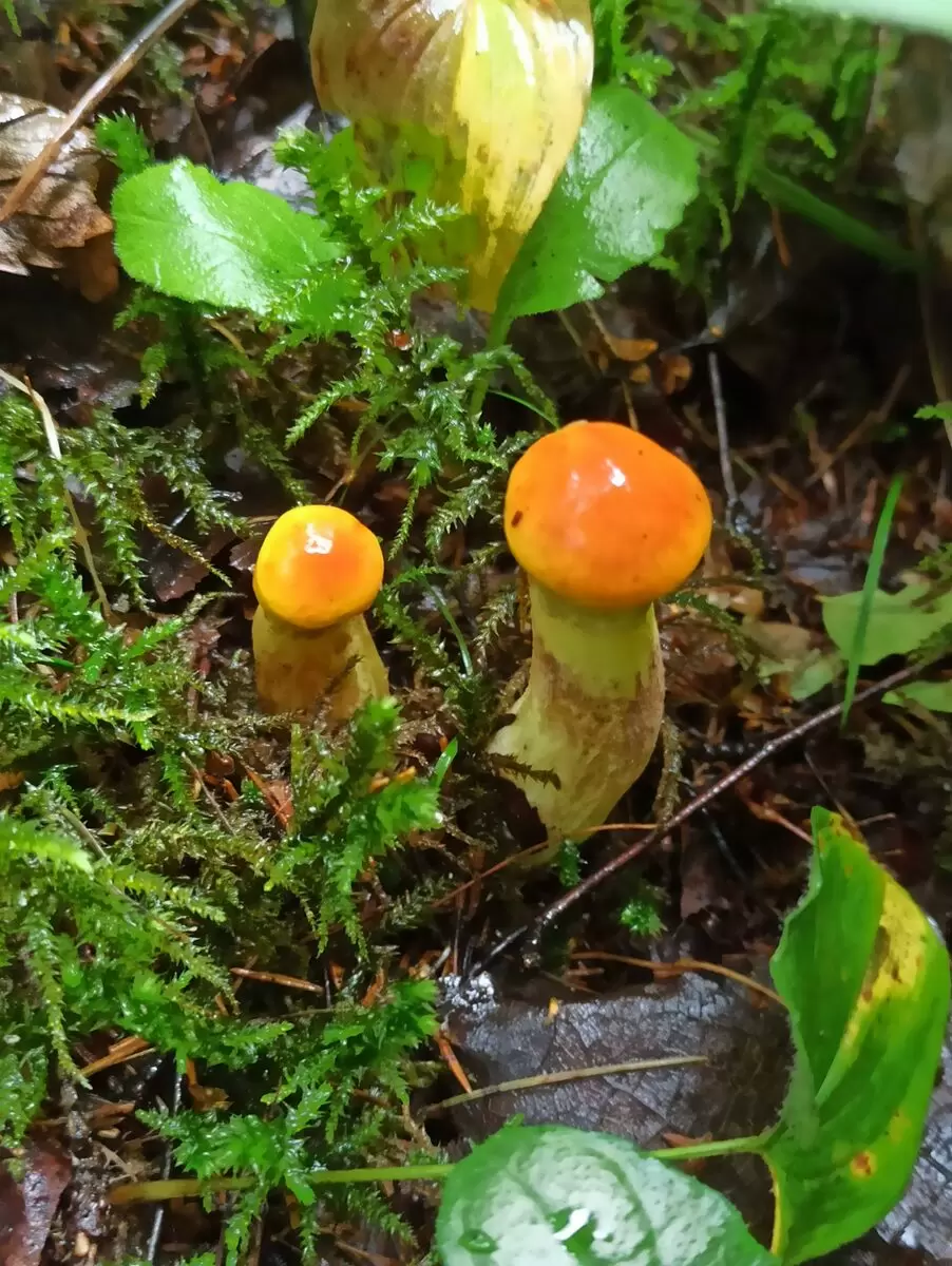 Лес в ожидании грибного пиршества