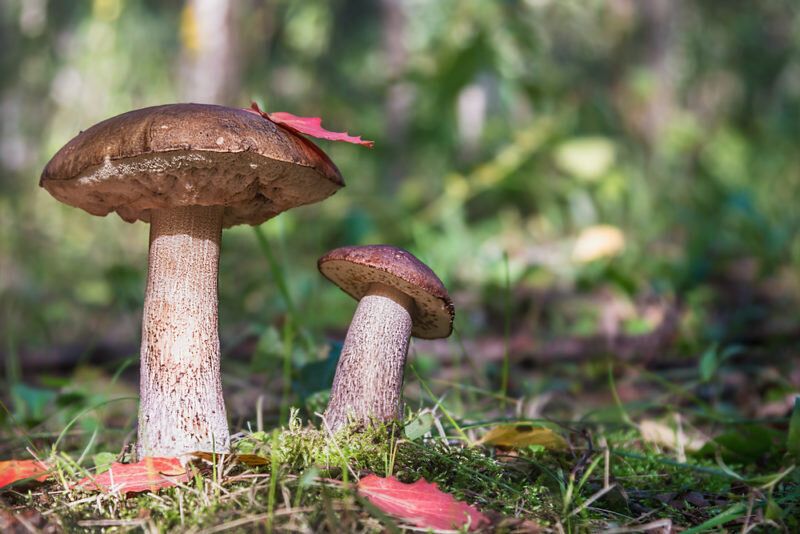 ������� ��������: ��� �������������� �������������?