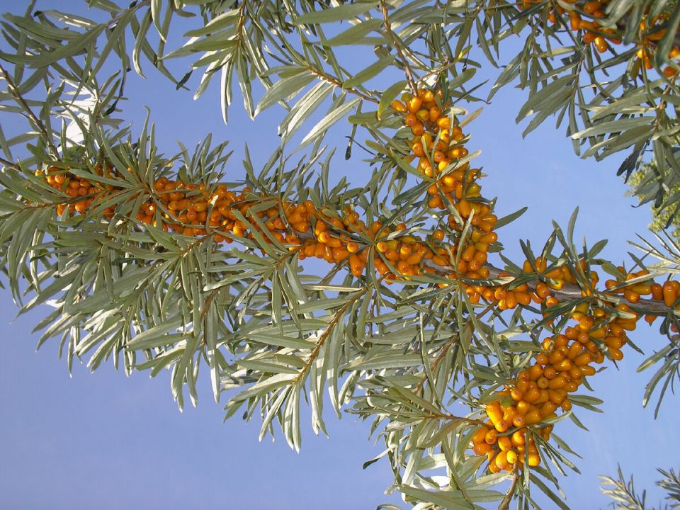 ������� ��������: ��� ��������� �������� ������ �� ����� �������